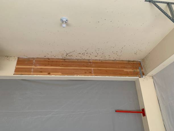 Best Mold Prevention Services  in Point Pleasant, NJ